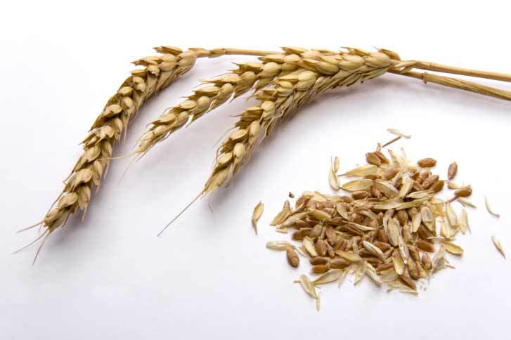 wheat for healthy skin