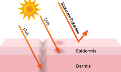How_does_sunscreen_prevent_the_cause_of_skin_cancer