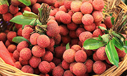 Litchi