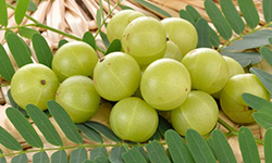 Amla or Indian Gooseberry