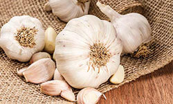 garlic