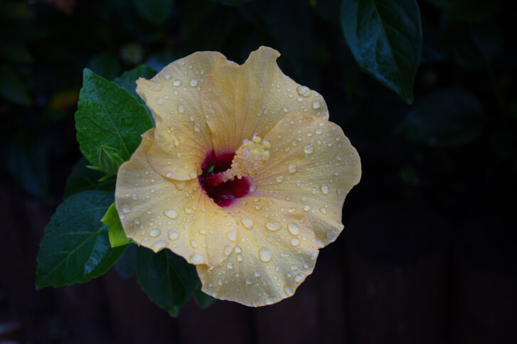 Hibiscus